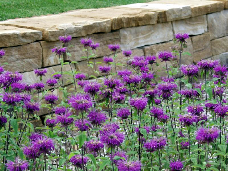 Charles Seha Professional Landscape Designer in Rochester, Minnesota -  Plants, gardens, horticulture for Homes and Businesses